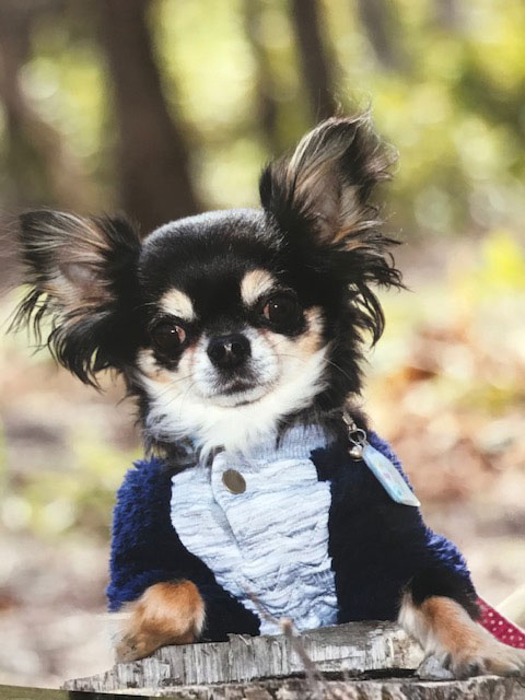 �y�b�g�ʐ^�P