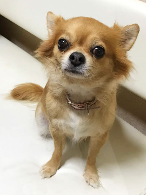 �y�b�g�ʐ^�Q